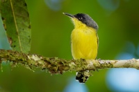 Tyranek ploskozoby - Todirostrum cinereum - Common Tody-flycatcher o2693